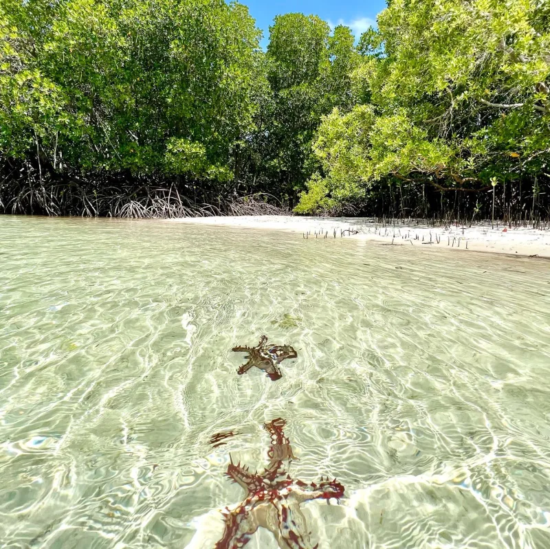 Starfish resting in clear shallow water off a mangrove-fringed sandbank